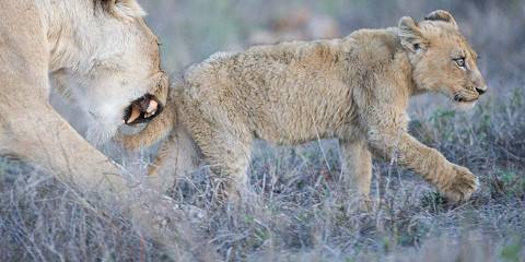 4-Day Classic Kruger Safari to Timbavati Game Reserve