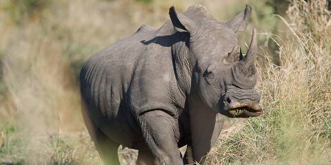 3-Day Pilanesberg Camping & Big Five Adventure