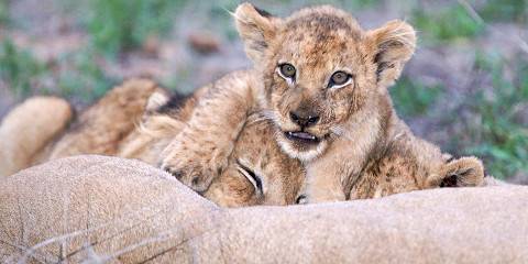 4-Day Sabi Sand Reserve Luxury Safari, Greater Kruger