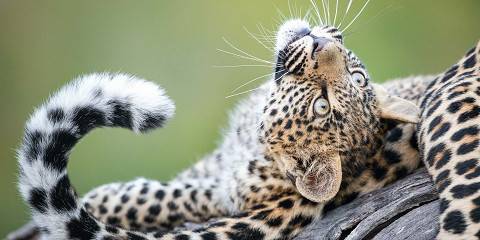 5-Day Phinda Game Reserve Where Time Expands