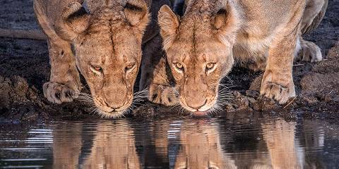 4-Day Big Five Safari in Mala Mala