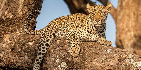 7-Day Timeless Sabi Sand & Thornybush Safari