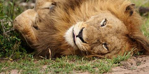 3-Day Safari Adventure in Madikwe Game Reserve