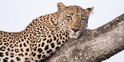 2-Day Kruger Safari from Johannesburg