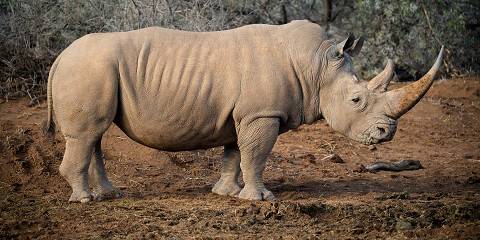 4-Day Kruger National Park Camping Adventure