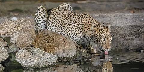 4-Day Private Arathusa & Big Five Safari
