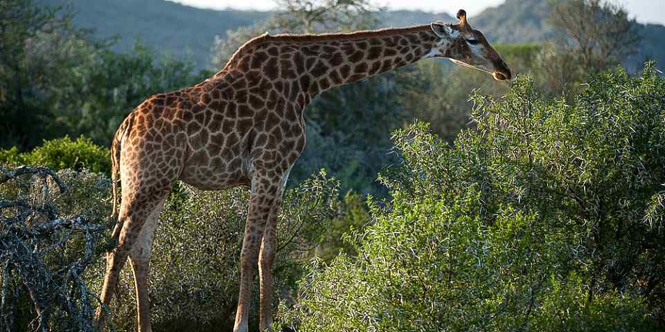 3-Day / 2 Nights Mikumi