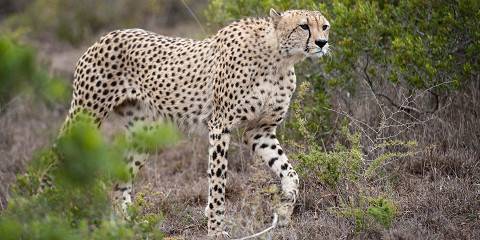 4-Day Eastern Cape Safari with Amakhala Safari Lodge