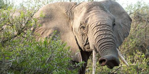 3-Day Kruger NP and Evening Game Drives Sabi Sands