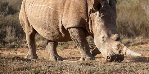 1-Day Full Day Safari in Pilanesberg National Park
