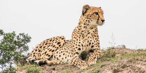 4-Day Kruger Camping Fly in Safari from Cape Town