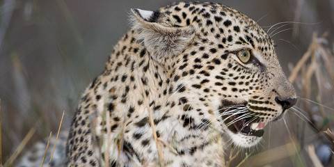 Tented Lodge in a Private Reserve Safari