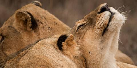 5-Day Elephants Plains Lodge in Sabi Sand Luxury Room