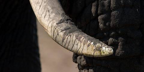 Kruger Package Bush and Elephants