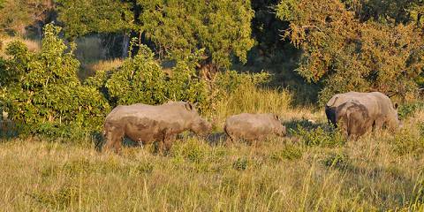 6-Day Kruger & Sabi Sands Safari Tour