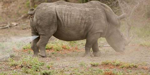 3-Day Kruger Nkambeni Safari