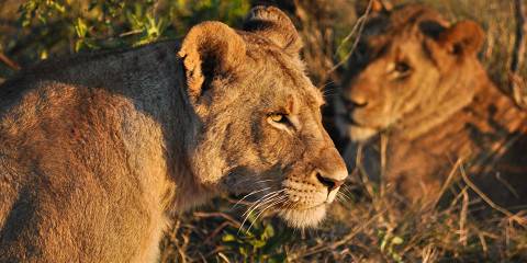 4-Day Greater Kruger Luxury Lodge, Panorama Route Safari