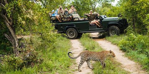 10-Day Luxury Victoria Falls, Cape Town & Kruger Safari