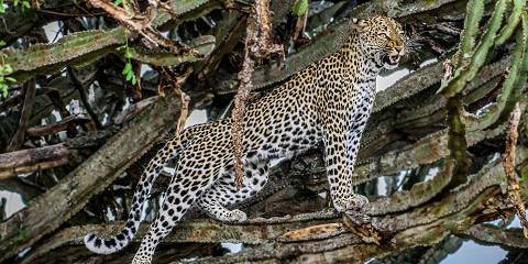 3-Day 2 Nights Luxurious Gondwana Safari from Cape Town