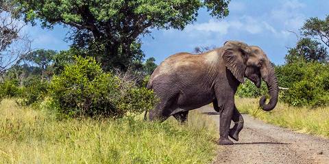 7-Day Affordable Kruger & Victoria Falls Adventure