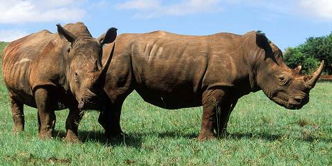 7-Day Cape Town and Private Fly in Safari Adventure