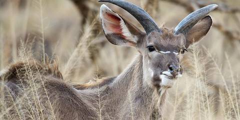 5-Day Kruger and Panorama Classic Safari