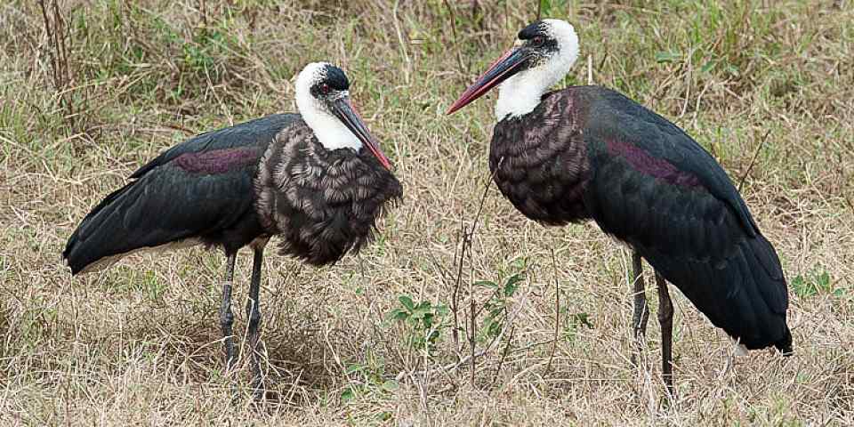 4-Day Selous Game Reserves