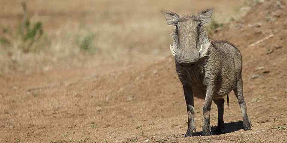 12-Day Honeymoon Safari and Beach Holiday