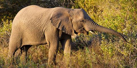 3-Day Cape Town to the Karoo Big 5 Safari Escape