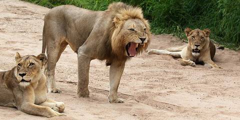 4-Day Kruger Safari from Cape Town