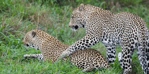 7-Day Honeymoon Mid-Range Tarangire Crater Serengeti