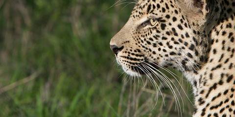 4-Day Timbavati Safari Short and Sweet