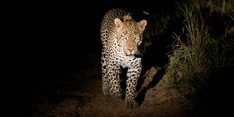 4-Day Kapama Southern Camp Safari