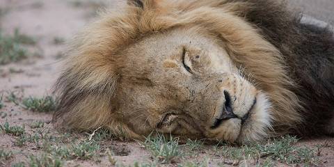 ½-Day Lion and Safari Park Tour