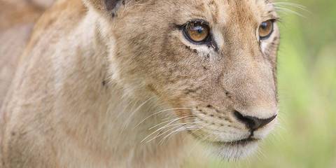 3-Day Luxury Imbali Game Lodge Kruger National Park