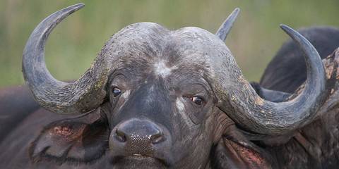 5-Day Luxury Safari Kruger National Park South Africa