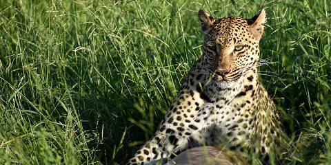 5-Day Greater Kruger Glamping Experience