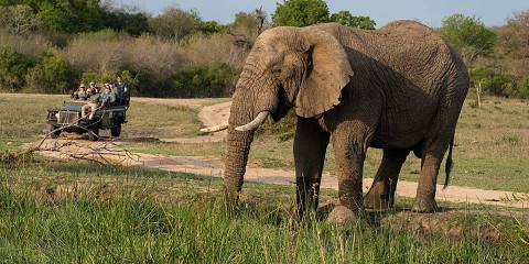 4-Day Luxury Kruger Safari to Timbavati Game Reserve