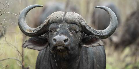 4-Day Kruger Budget Safari