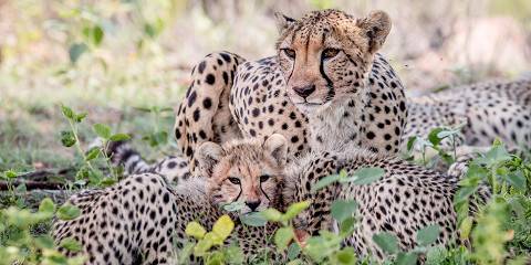 2-Day Exclusive Luxury Manyeleti Fly-in Safari from Jhb