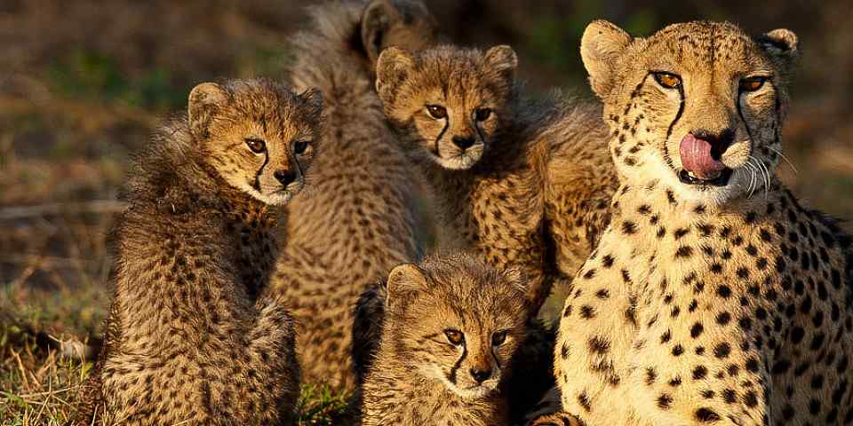 5-Day Unforgettable Safari Experience of the Kruger Park