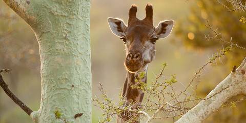 4-Day Exclusive Manyeleti Fly-in Safari from Cpt