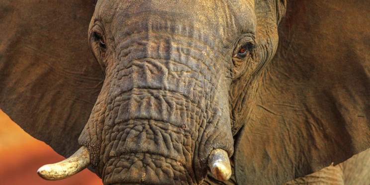 5-Day Safari and Historical Tour of Kruger National Park