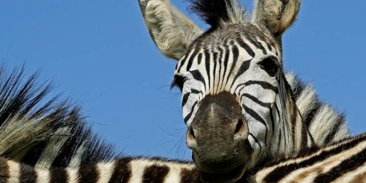5-Day Kruger Safari - Cultural Tour - Panorama Route