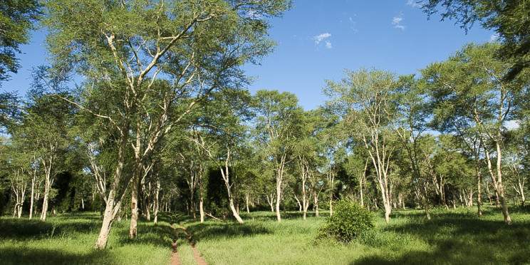 5-Day Sabi Sands & Kruger Park Safari Package