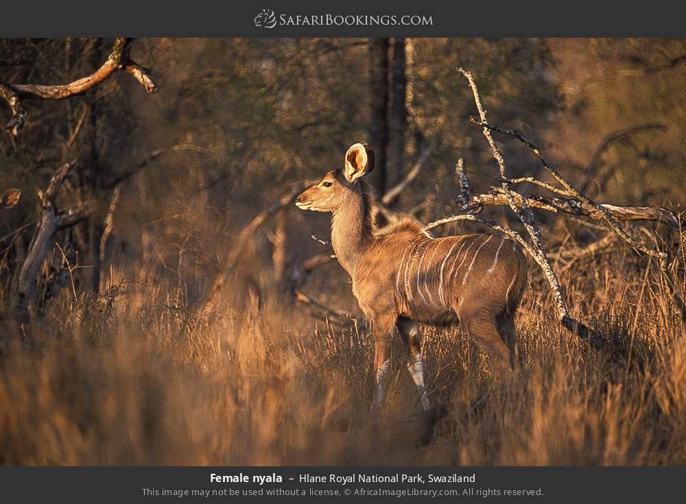 Female nyala in Hlane Royal National Park, Swaziland