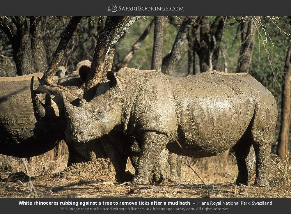 White rhinoceros rubbing against a tree to remove ticks after a mud bath in Hlane Royal National Park, Swaziland