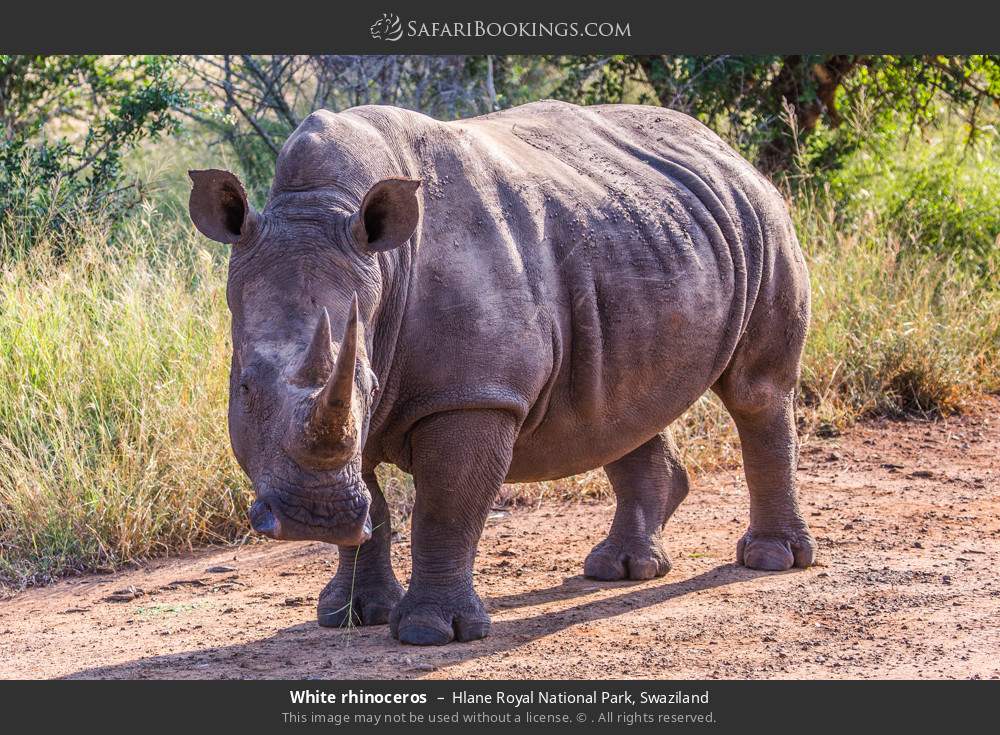 White rhinoceros in Hlane Royal National Park, Swaziland