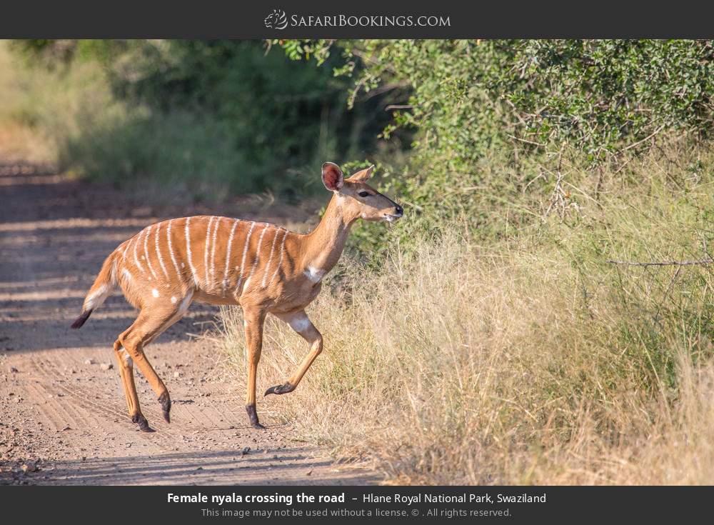 Female nyala crossing the road in Hlane Royal National Park, Swaziland