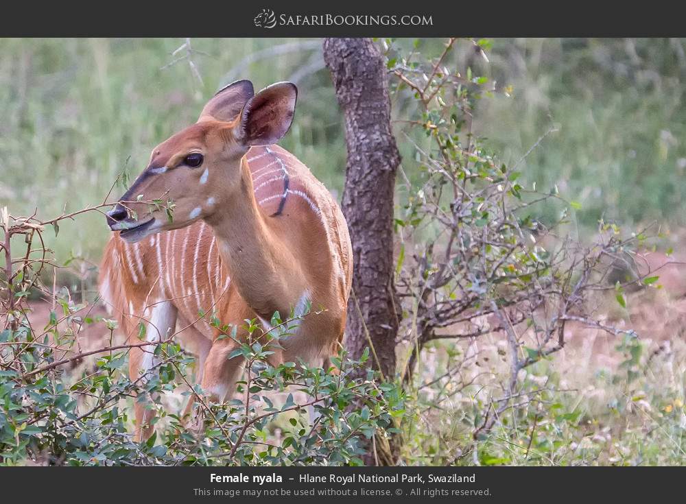 Female nyala in Hlane Royal National Park, Swaziland